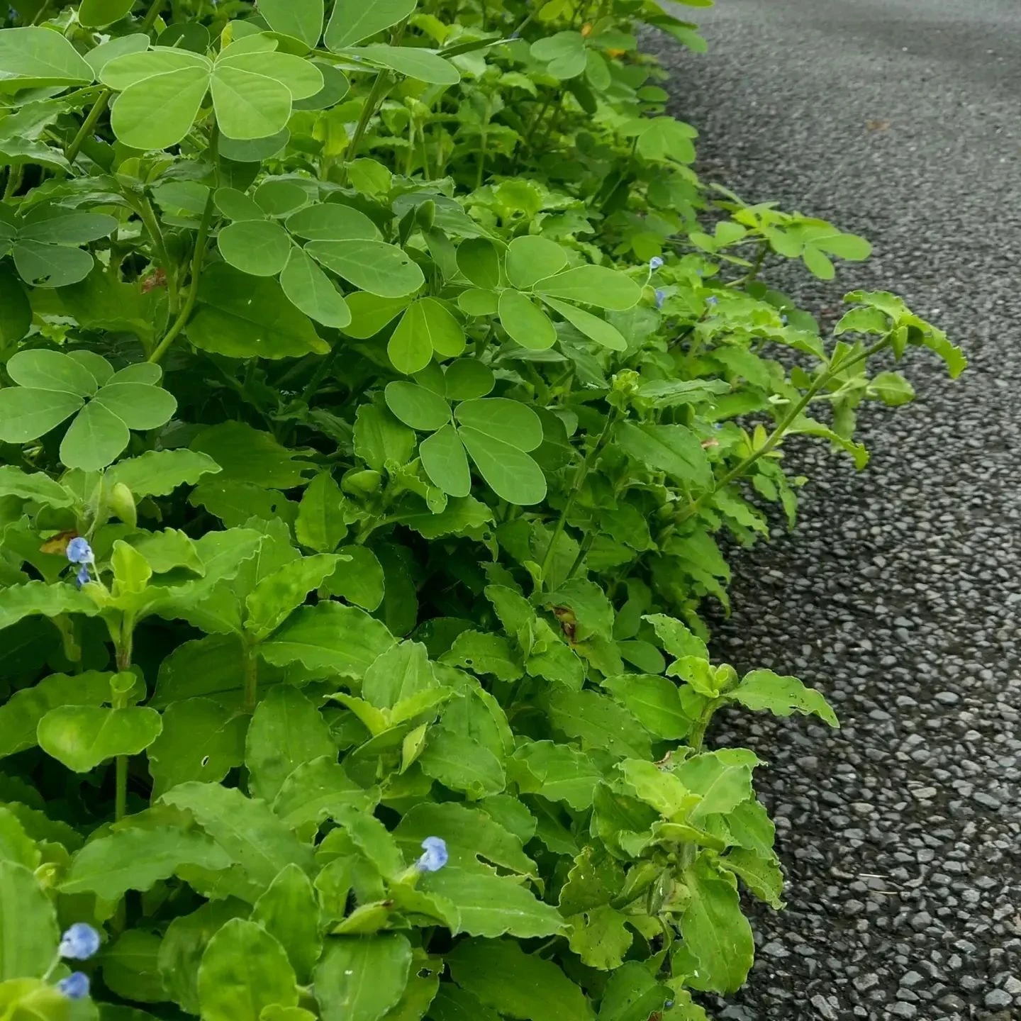 昨日の大雨